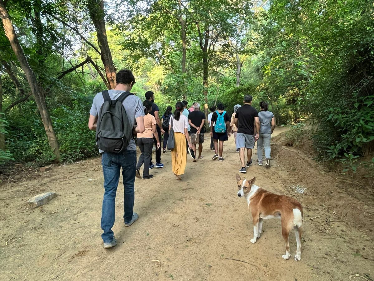 A group walking away along a sandy forest path while a dog looks back at the camera